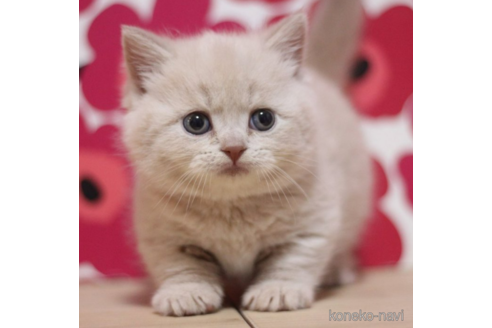 成約済の東京都のマンチカン(短足)-72706